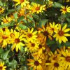 Heliopsis Summer Night